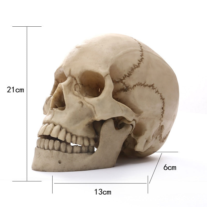 Junips | 1:1 Human Head Skull Statue for Home Decor Resin Figures Halloween Decoration Sculpture Medical Teaching Sketch Model Craft