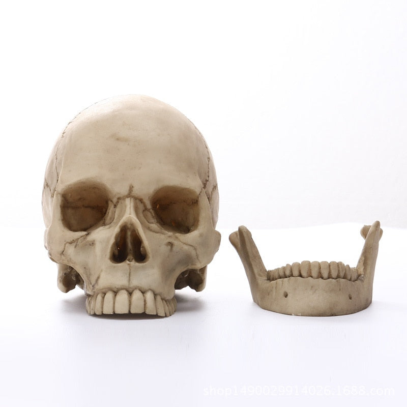 Junips | 1:1 Human Head Skull Statue for Home Decor Resin Figures Halloween Decoration Sculpture Medical Teaching Sketch Model Craft