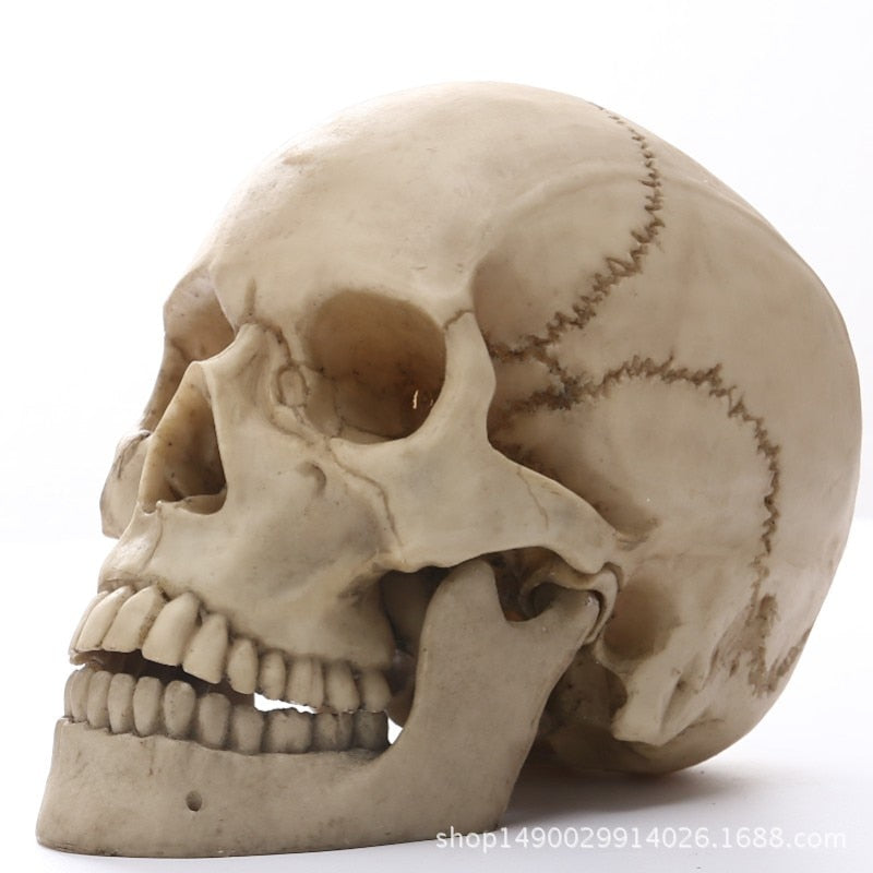 Junips | 1:1 Human Head Skull Statue for Home Decor Resin Figures Halloween Decoration Sculpture Medical Teaching Sketch Model Craft
