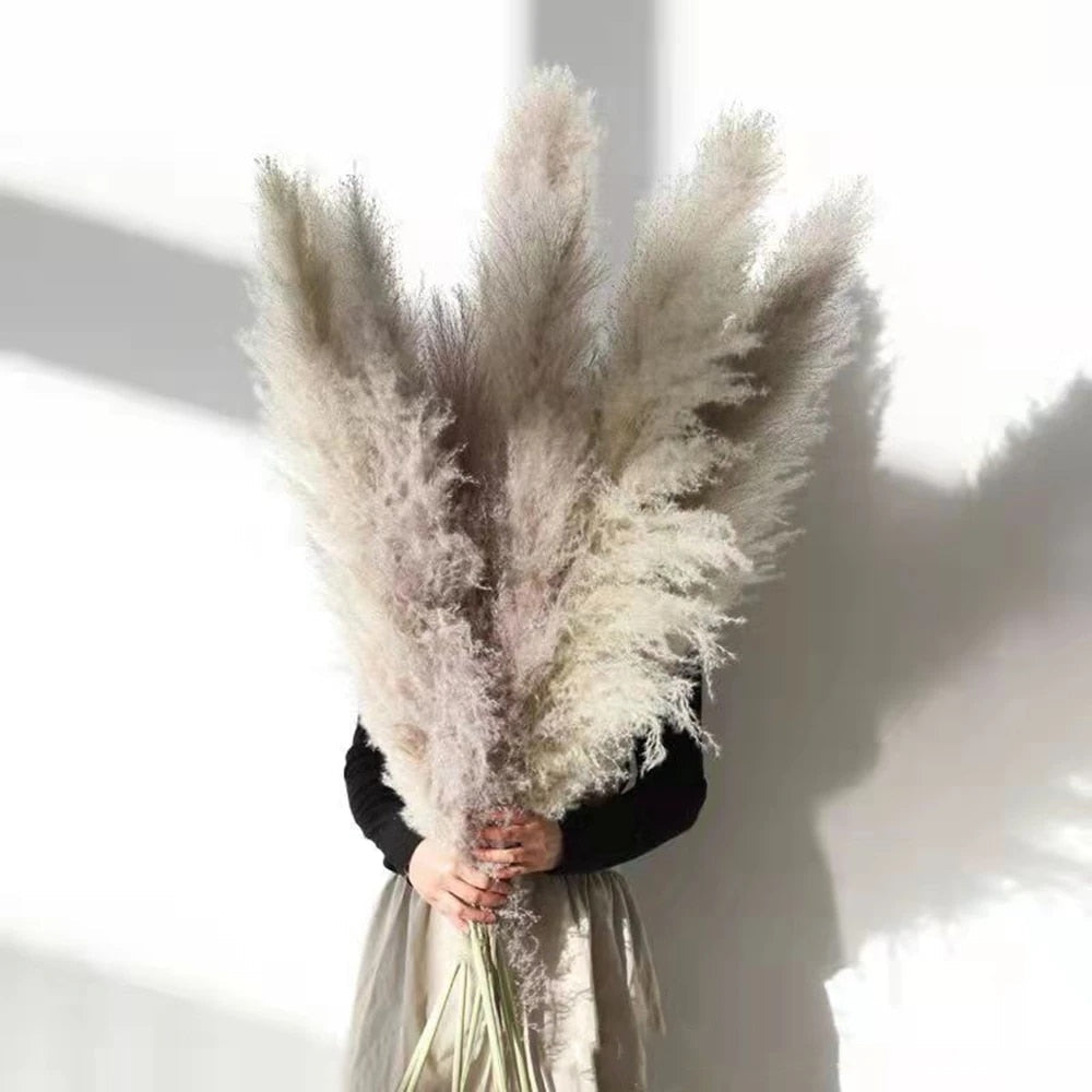Junips | Pampas Dried Flowers