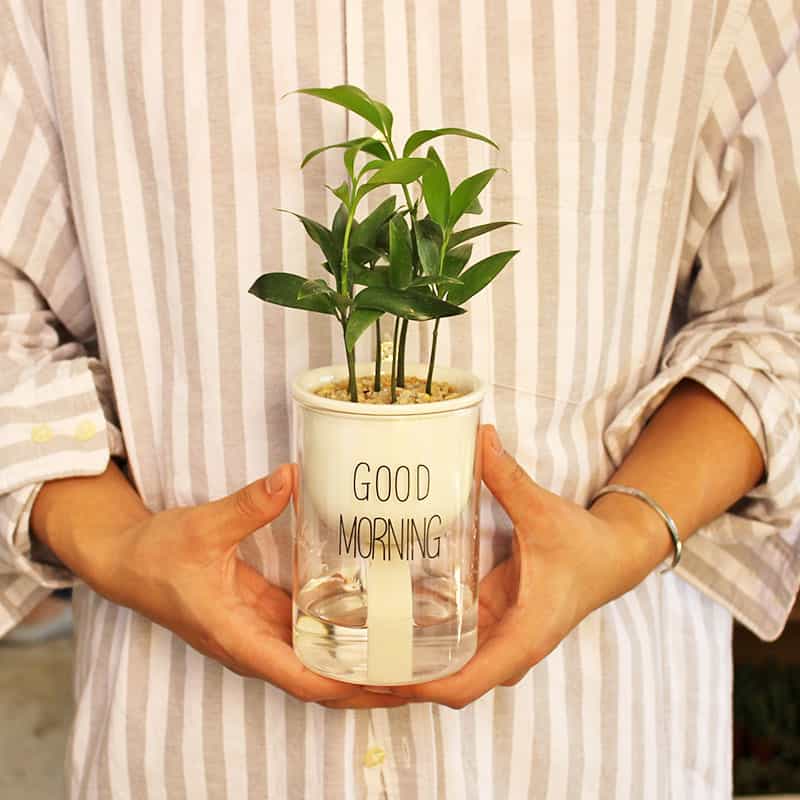 Junips | Self-watering Hydro-Flower Pot