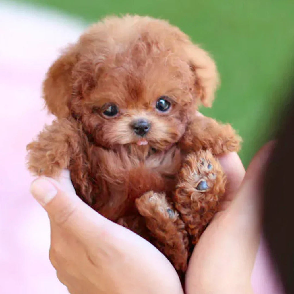 Junips | Interactive Plush Dog with Realistic Movements – For Children & Seniors