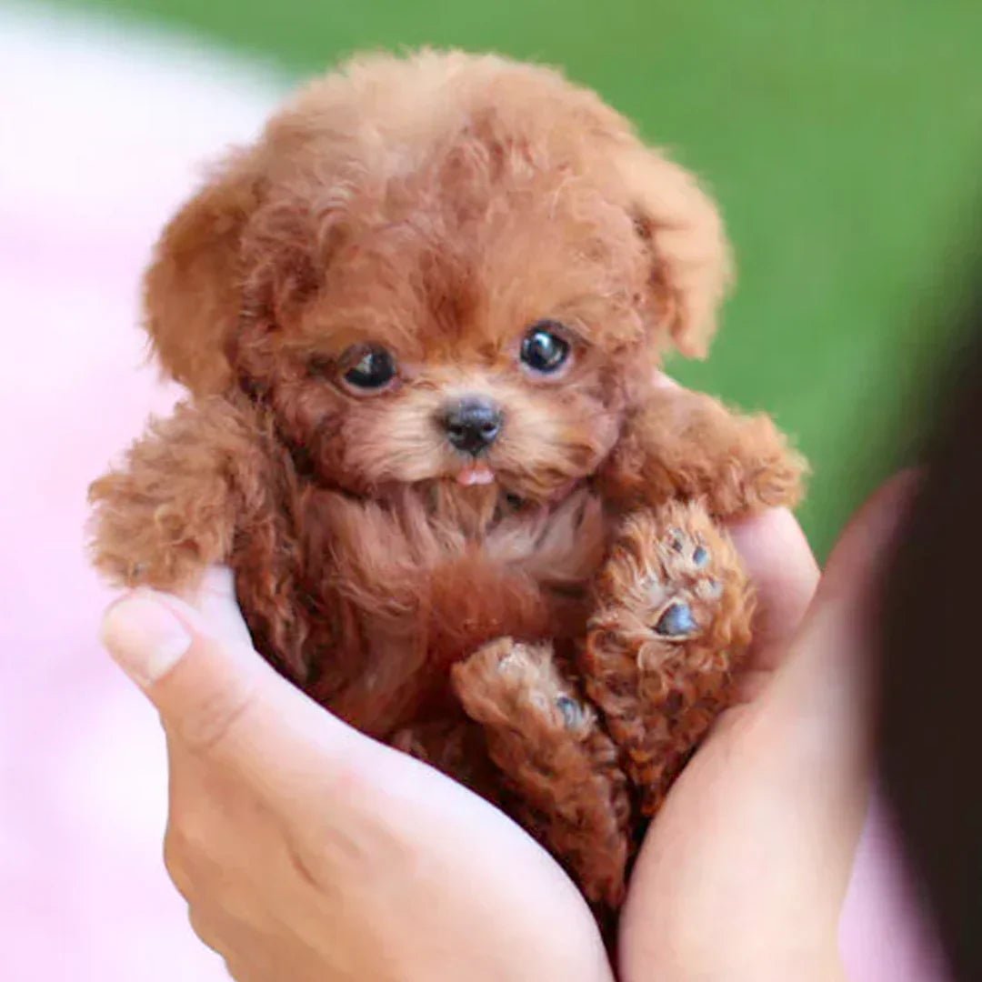 Junips | Interactive Plush Dog with Realistic Movements – For Children & Seniors