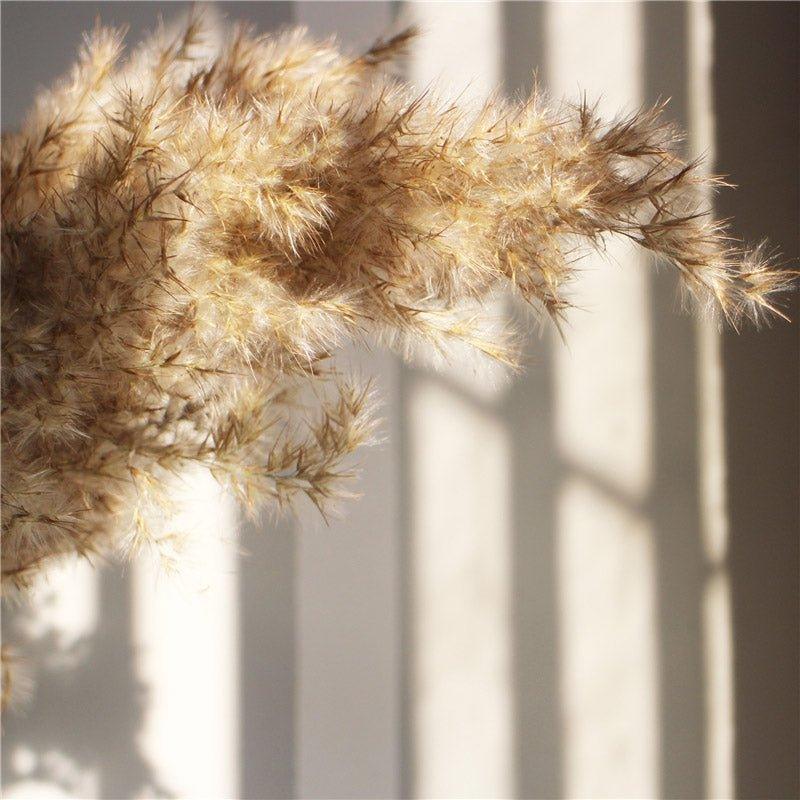 Junips | 60 cm natural, real, brown-beige dried pampas grass bouquet │ fluffy feather for modern boho home decoration