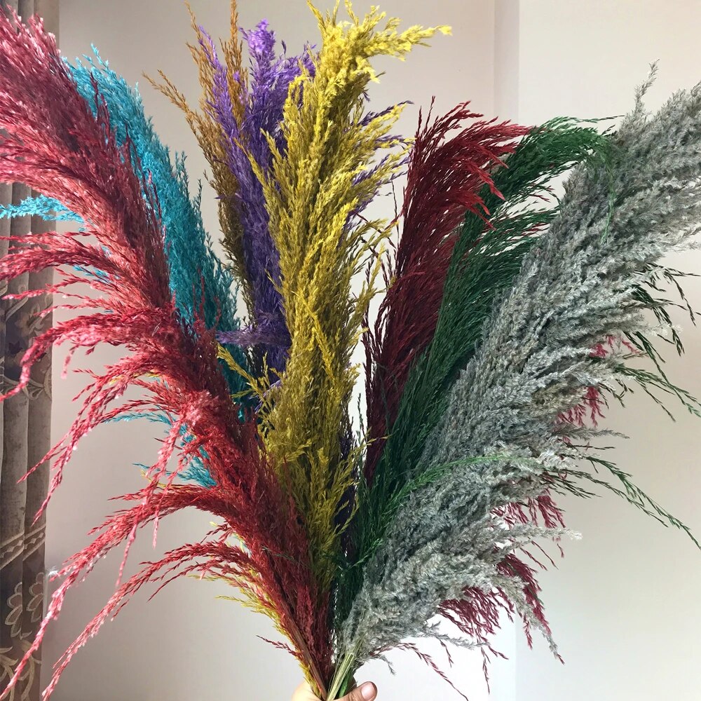 Junips | Pampas Dried Flowers