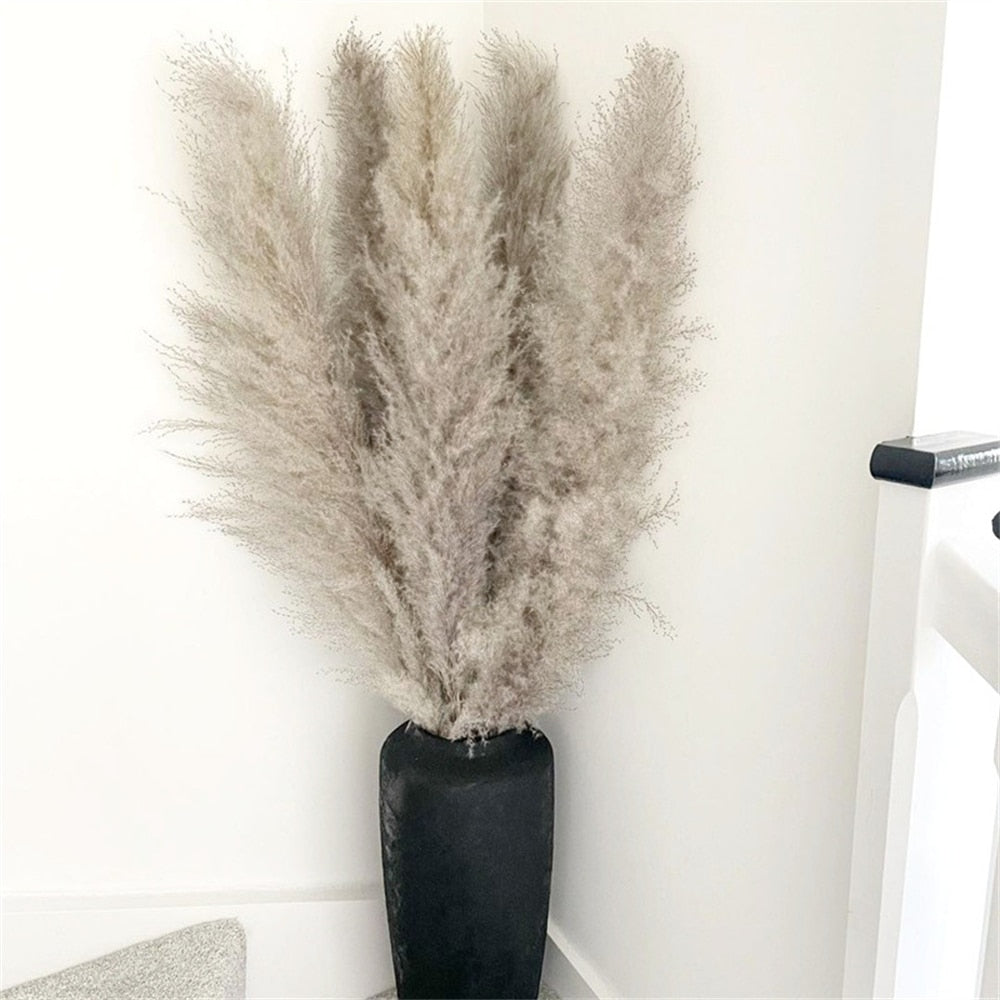 Junips | Pampas Dried Flowers