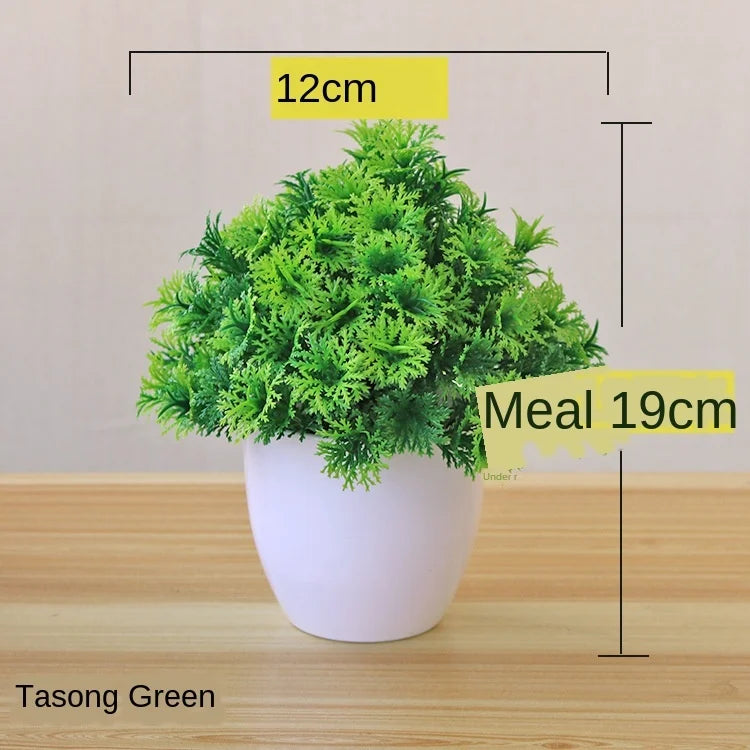 Junips | Small Tree Pot Bonsai Plants