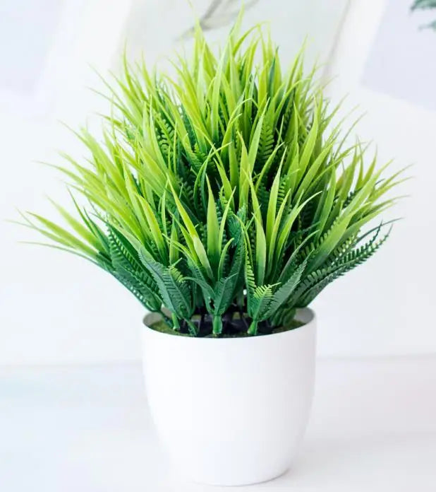 Junips | Small Tree Pot Bonsai Plants