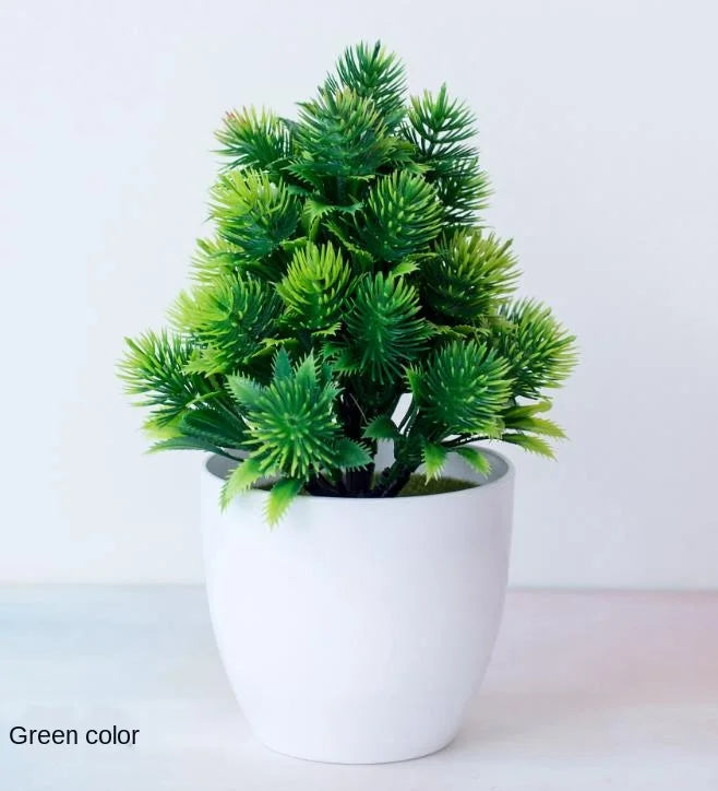 Junips | Small Tree Pot Bonsai Plants