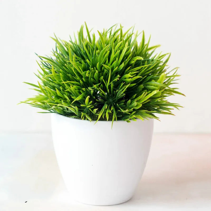 Junips | Small Tree Pot Bonsai Plants
