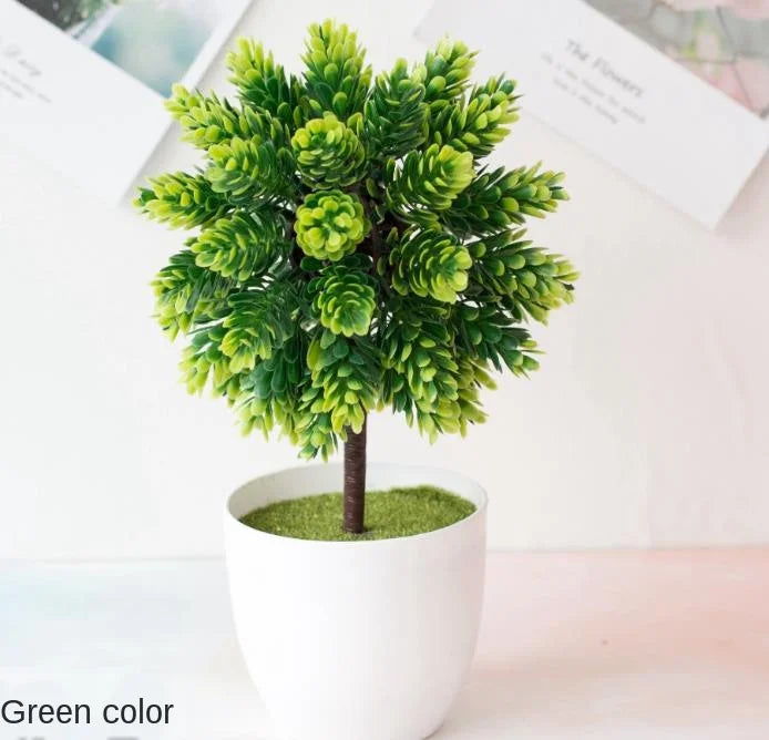 Junips | Small Tree Pot Bonsai Plants