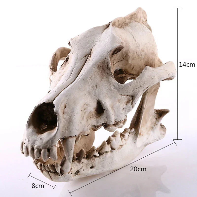 Junips | Wolf Skull Sculpture Model