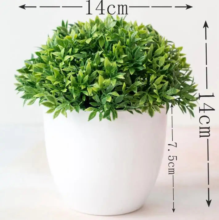 Junips | Small Tree Pot Bonsai Plants