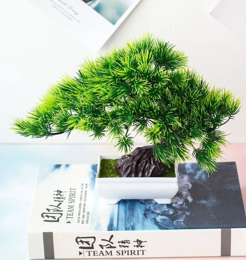 Junips | Small Tree Pot Bonsai Plants