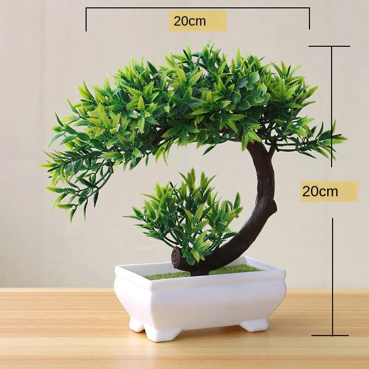 Junips | Small Tree Pot Bonsai Plants