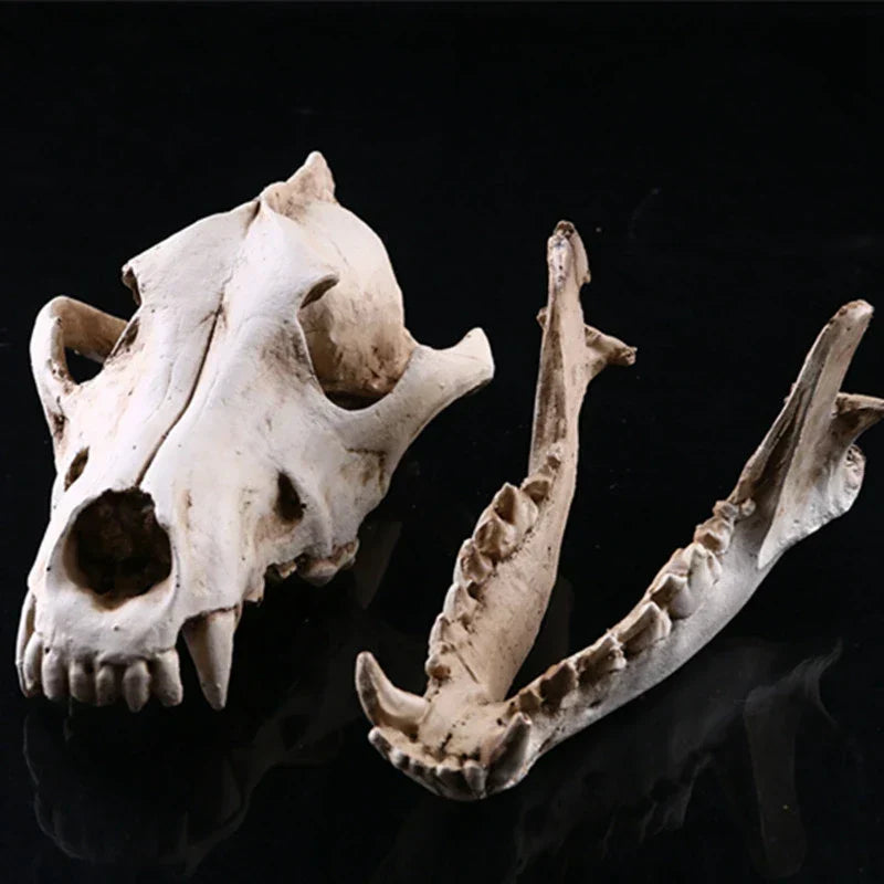Junips | Wolf Skull Sculpture Model