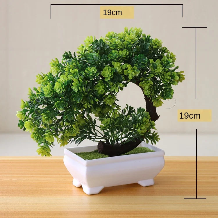 Junips | Small Tree Pot Bonsai Plants