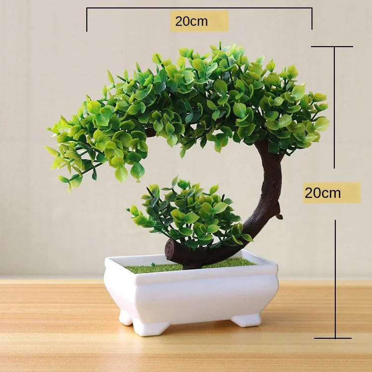 Junips | Small Tree Pot Bonsai Plants