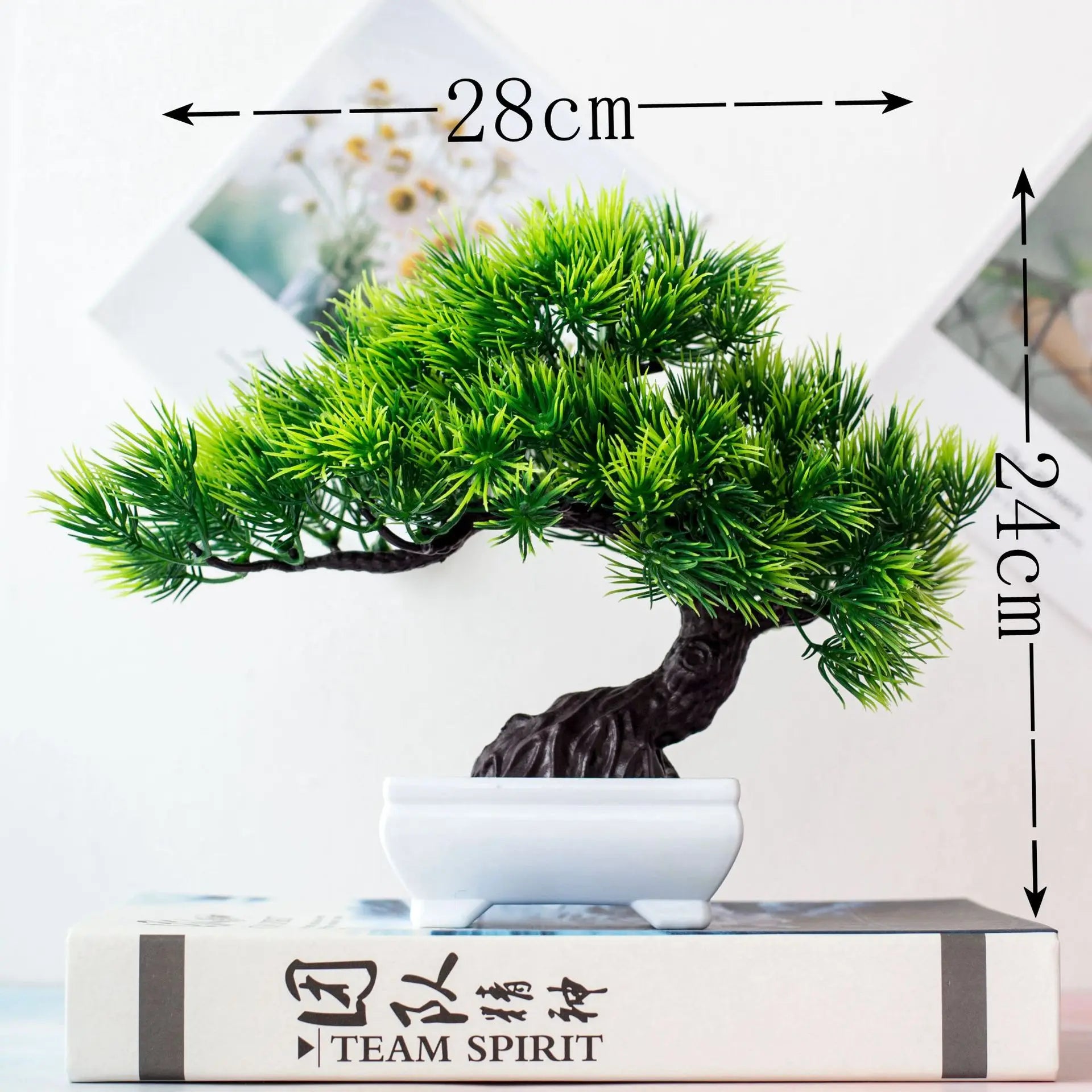 Junips | Small Tree Pot Bonsai Plants