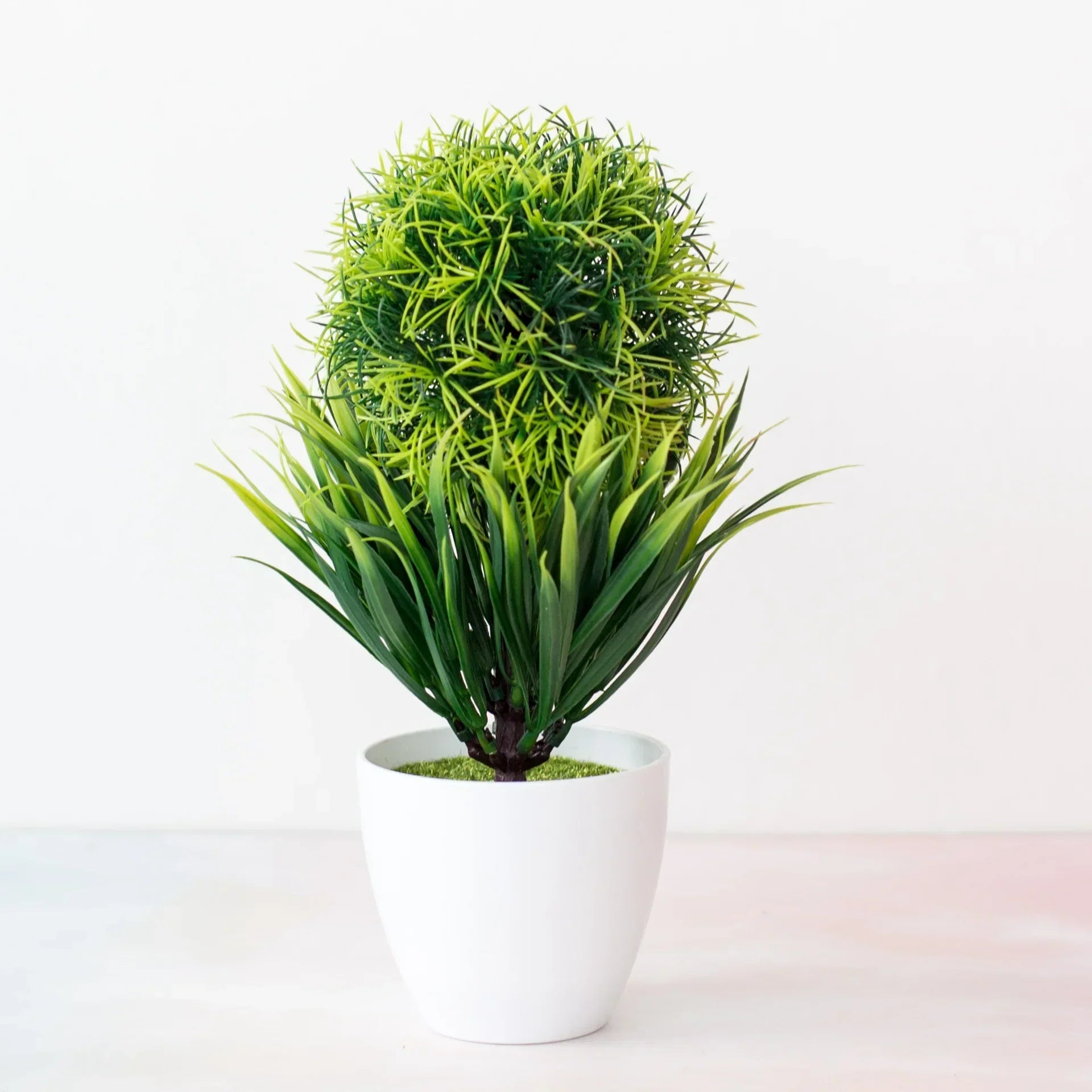 Junips | Small Tree Pot Bonsai Plants