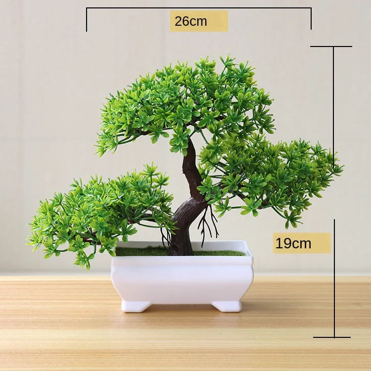 Junips | Small Tree Pot Bonsai Plants