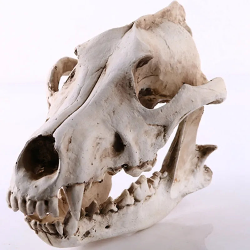 Junips | Wolf Skull Sculpture Model