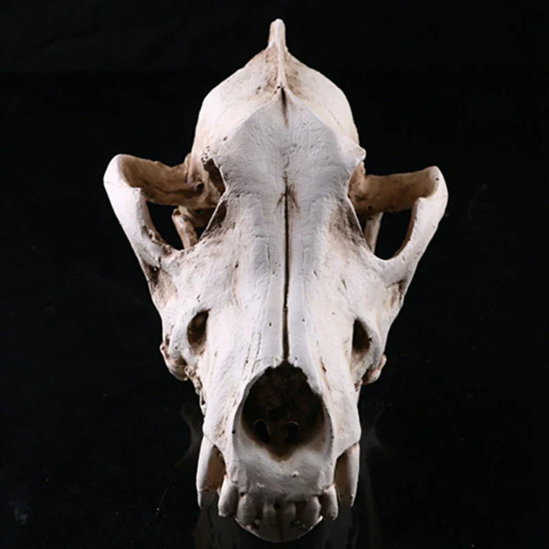 Junips | Wolf Skull Sculpture Model