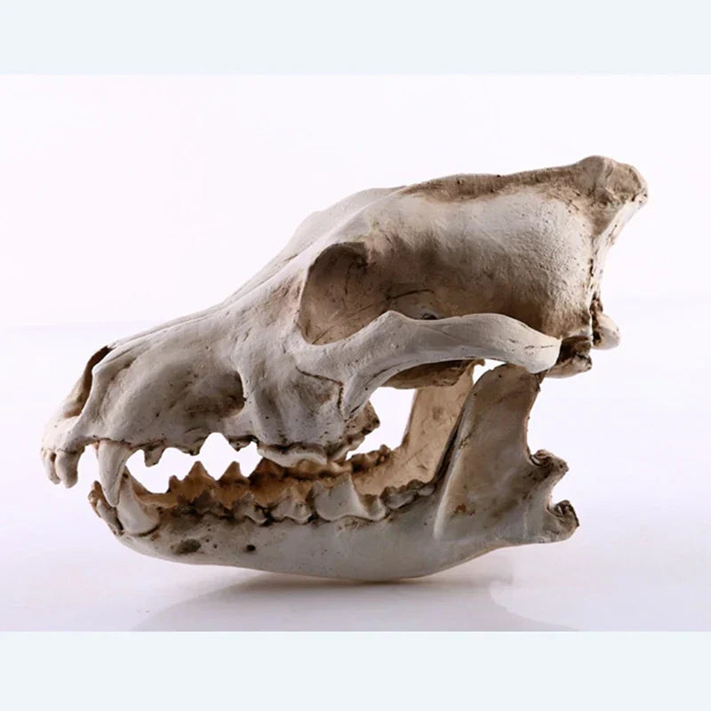 Junips | Wolf Skull Sculpture Model