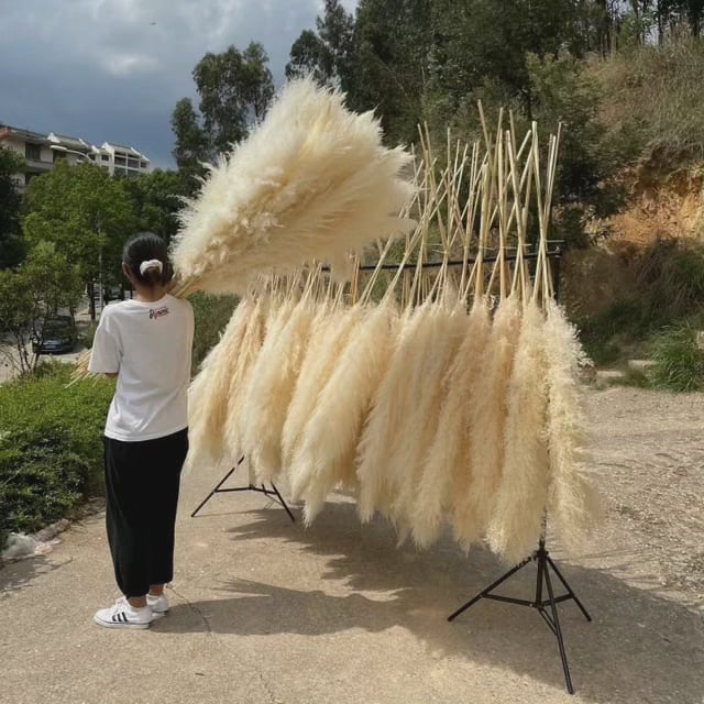 Junips | Large fluffy pampas grass