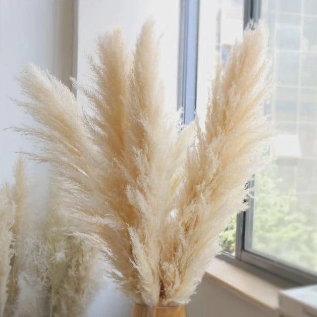 Junips | Large fluffy pampas grass
