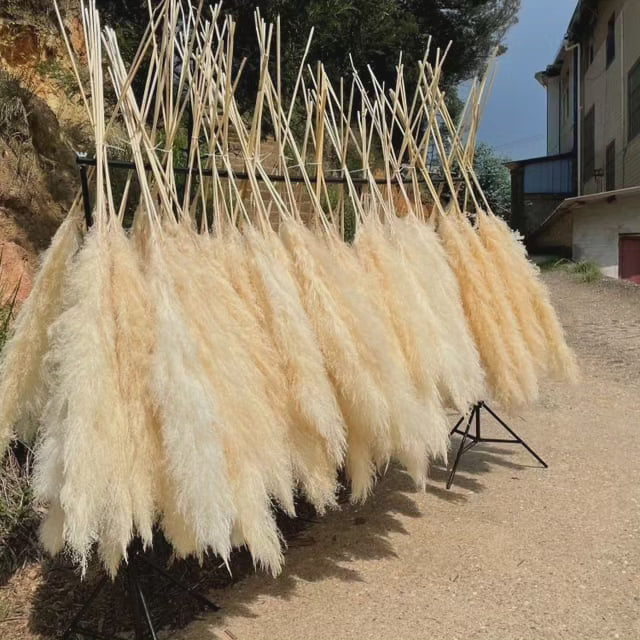 Junips | Large fluffy pampas grass