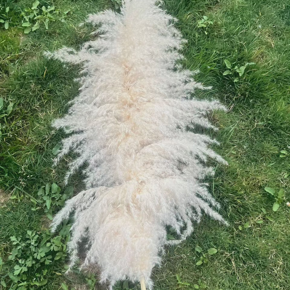 Junips | Large fluffy pampas grass