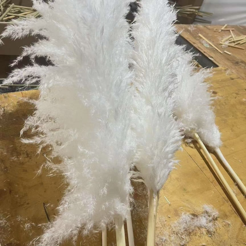 Junips | Large fluffy pampas grass