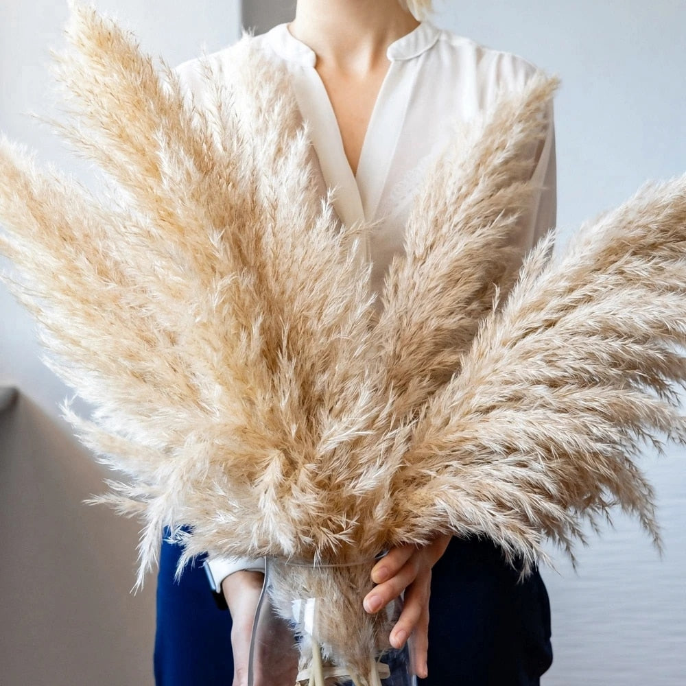 Junips | Pampas Dried Flowers