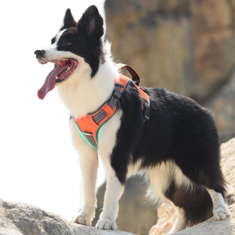 Junips | Multifunctional explosion-proof anti-pull harness for medium to large dogs harness