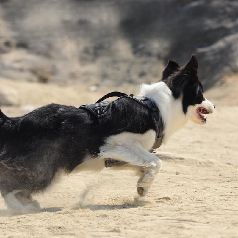 Junips | Multifunctional explosion-proof anti-pull harness for medium to large dogs harness