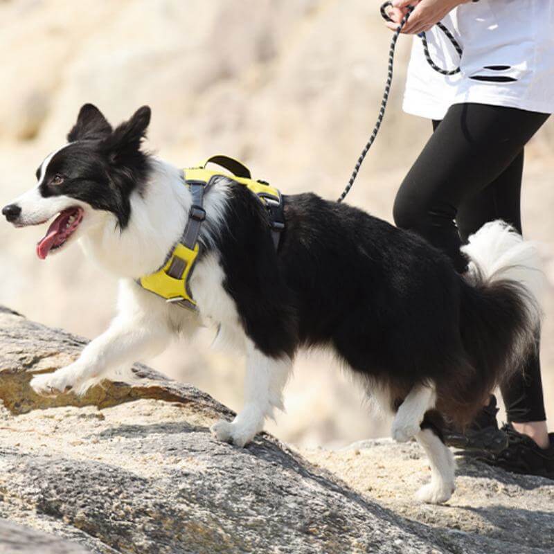 Junips | Multifunctional explosion-proof anti-pull harness for medium to large dogs harness