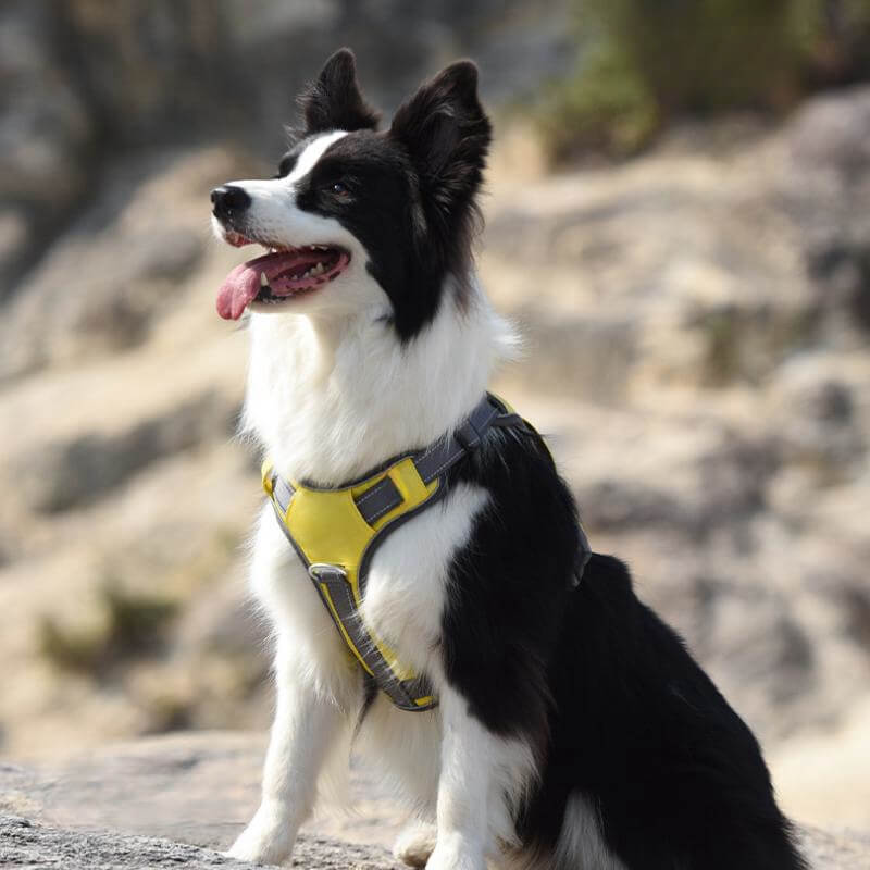Junips | Multifunctional explosion-proof anti-pull harness for medium to large dogs harness