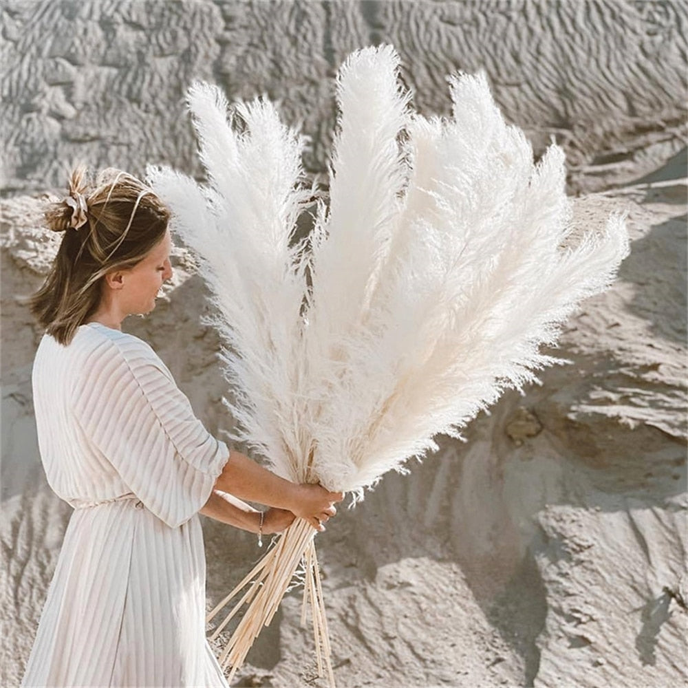 Junips | Pampas Dried Flowers