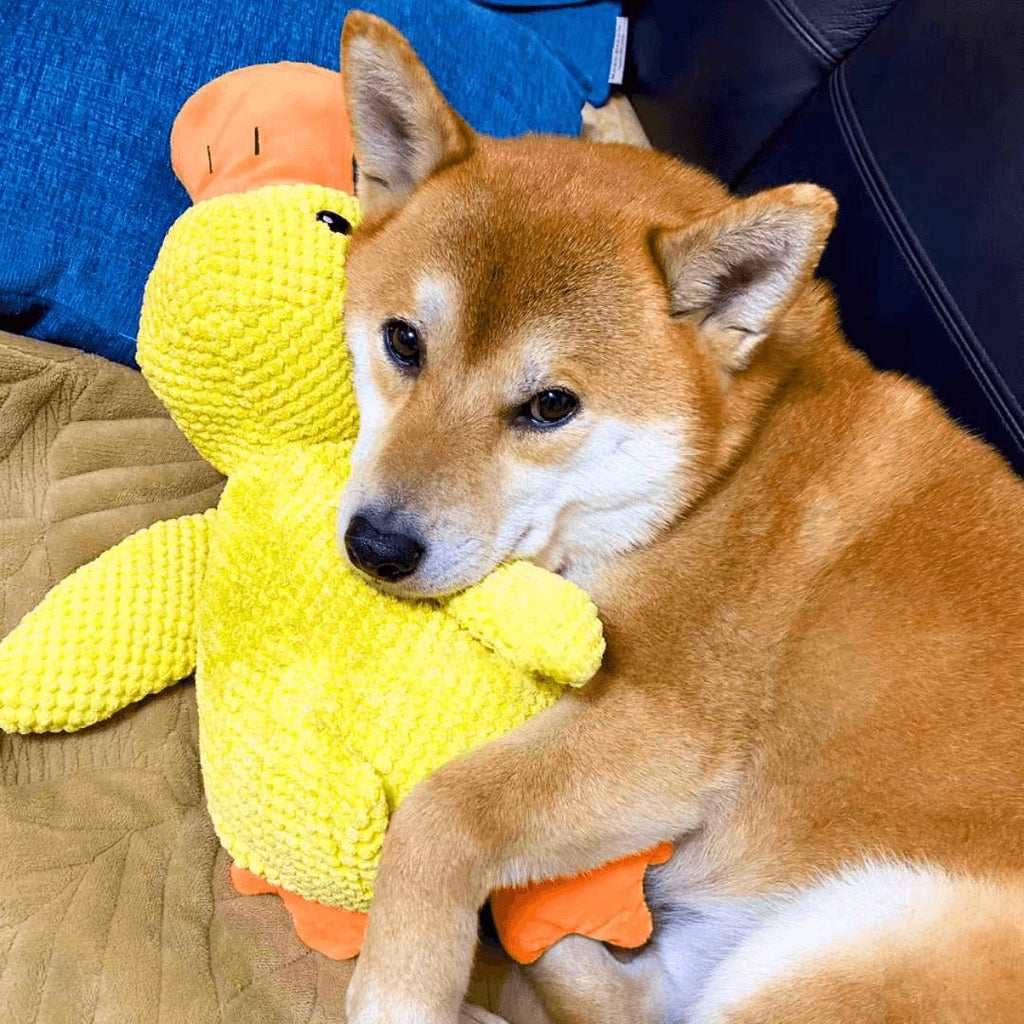 Junips | Calming duck for dogs