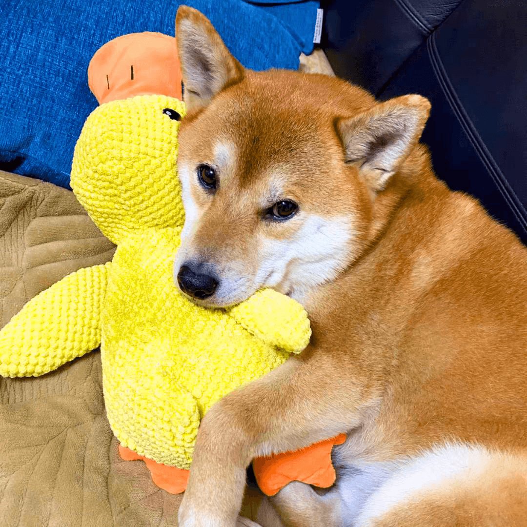 Junips | Calming duck for dogs