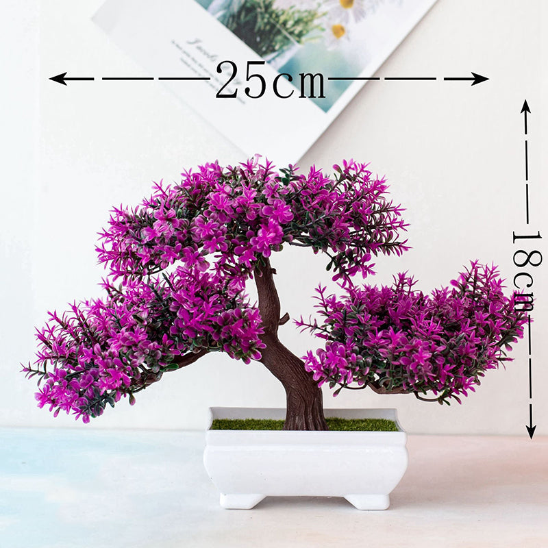 Junips | Plant Bonsai
