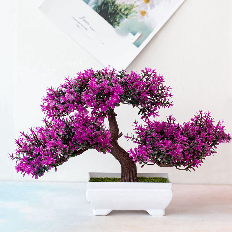Junips | Plant Bonsai
