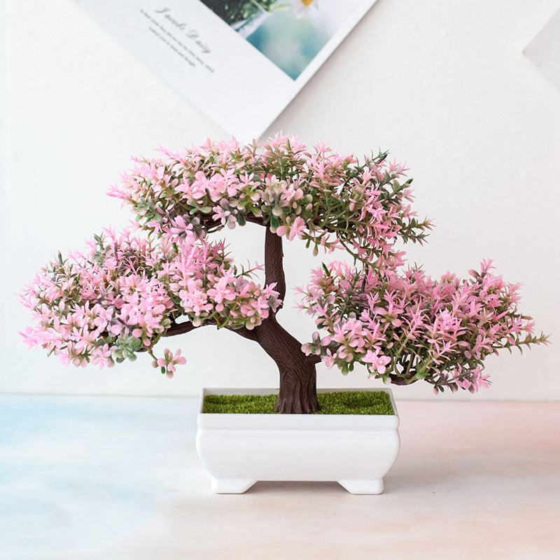 Junips | Plant Bonsai