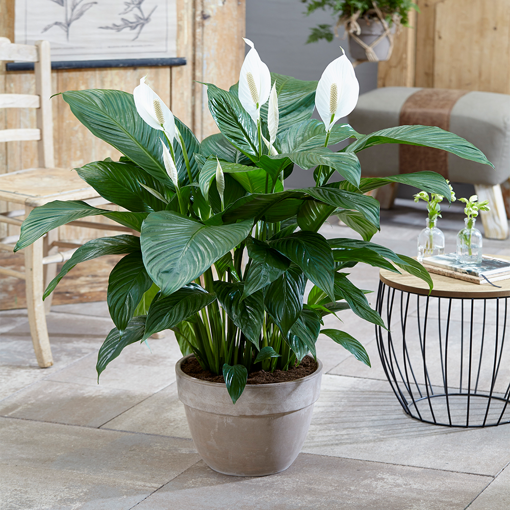 Junips | Peace Lily Houseplant