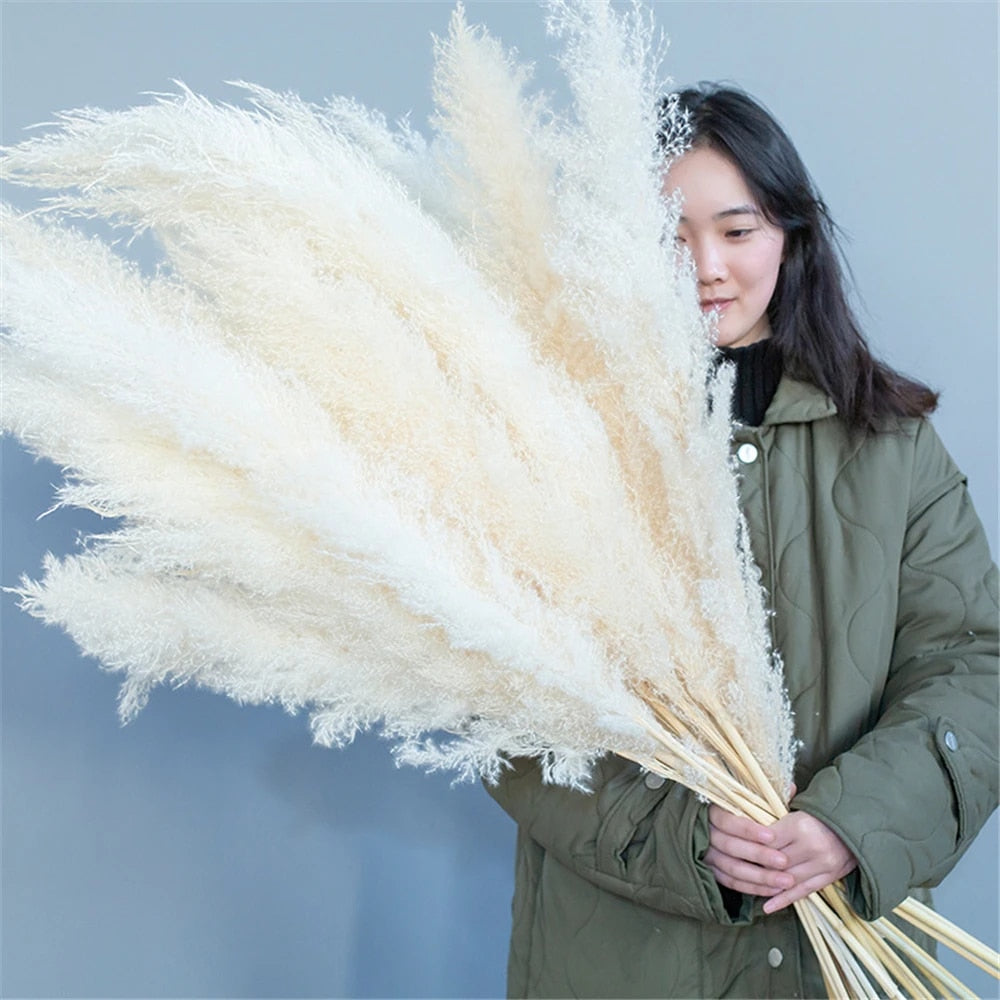 Junips | Pampas Dried Flowers