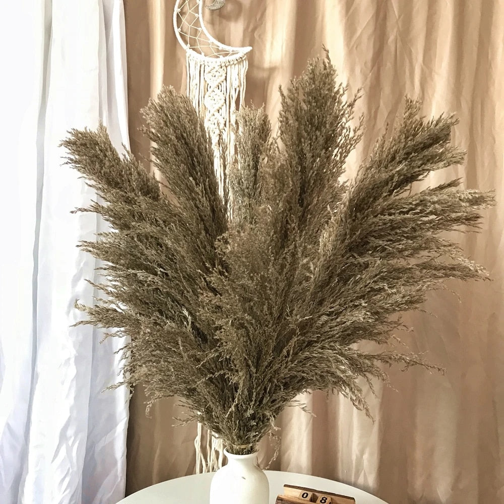 Junips | Pampas Dried Flowers