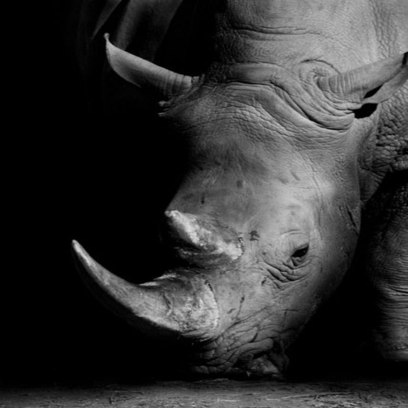 Junips | Nature Wild Animals Africa Wildlife Black White - Canvas Wall Art Painting