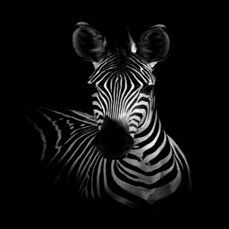 Junips | Nature Wild Animals Africa Wildlife Black White - Canvas Wall Art Painting