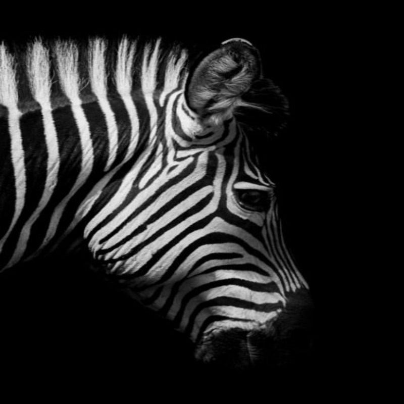 Junips | Nature Wild Animals Africa Wildlife Black White - Canvas Wall Art Painting